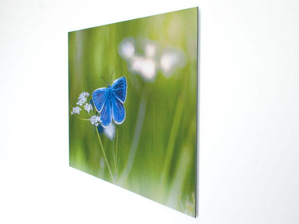 Foto op aluminium - Afbeelding 2