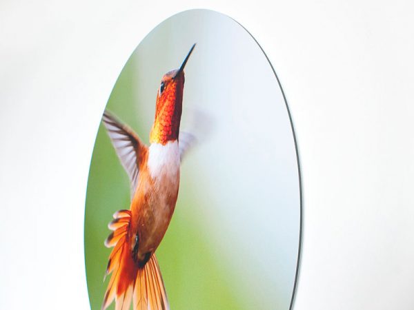 Foto Rond Dibond Kolibri Detail